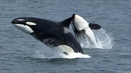 puero madryn en micro.webp